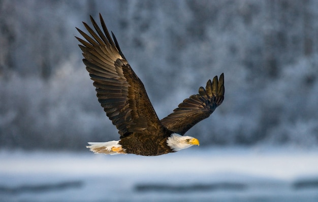 Close-up di aquila calva in una giornata invernale