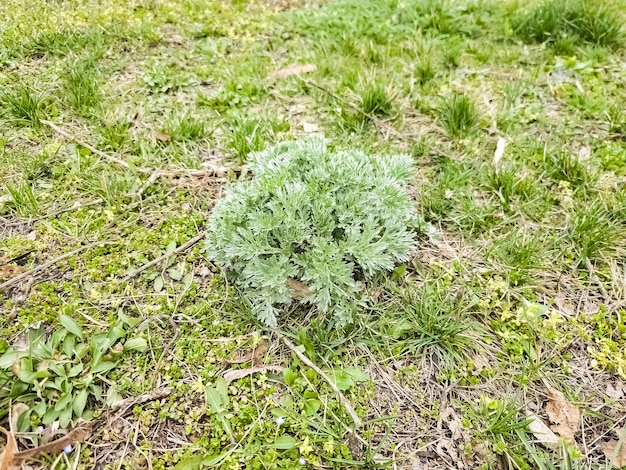 Close-up di Artemisia all'inizio della primavera Wormwood Piante medicinali