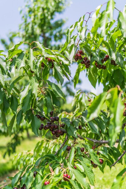 Close-up di bacche che crescono sull'albero