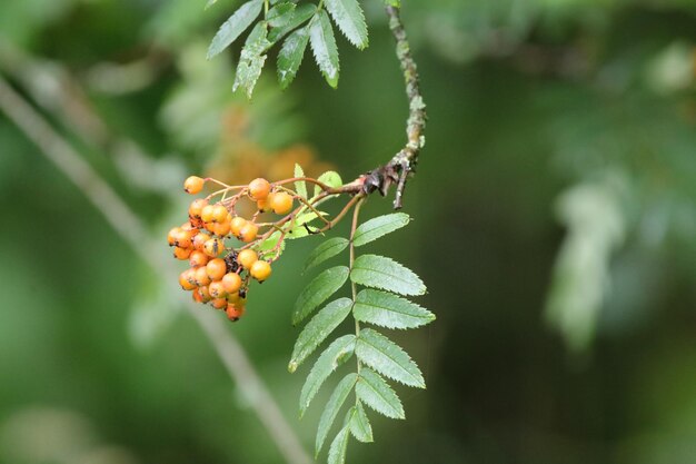 Close-up di bacche che crescono sull'albero