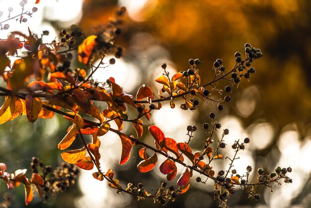 Close-up di bacche d'arancia sull'albero