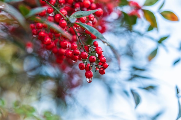 Close-up di bacche rosse che crescono sull'albero