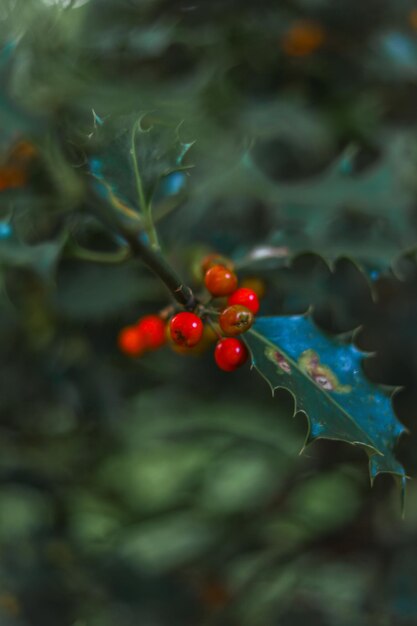 Close-up di bacche rosse che crescono sull'albero