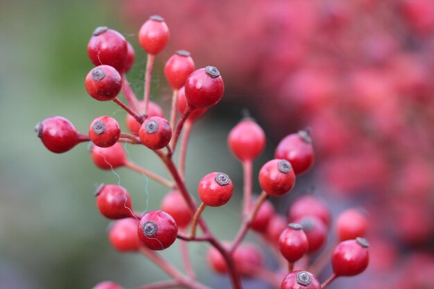 Close-up di bacche rosse che crescono sull'albero