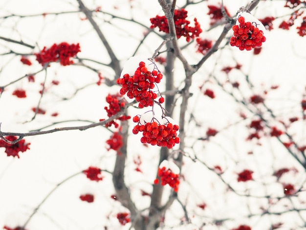Close-up di bacche rosse sull'albero