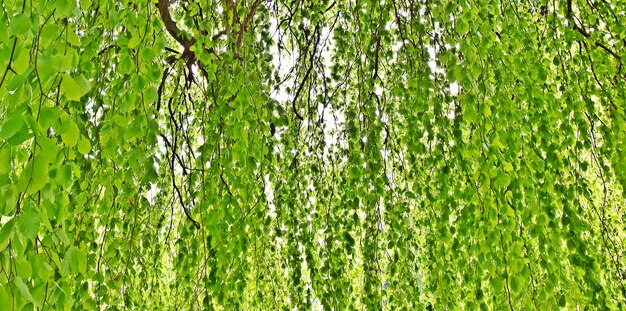 Close up di belle foglie di faggio verde