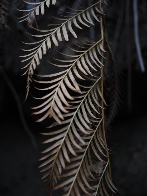 Close-up di bellissime foglie secche nella foresta pluviale delle Blue Mountains australiane