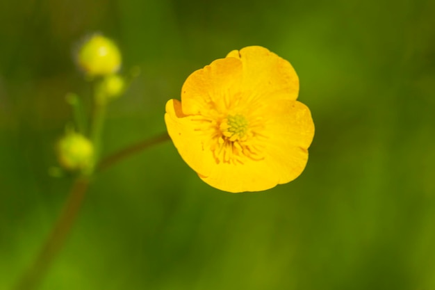 Close-up di buttercup sullo sfondo verde sfocato