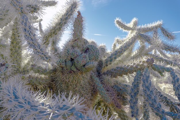 Close-up di cactus durante l'inverno
