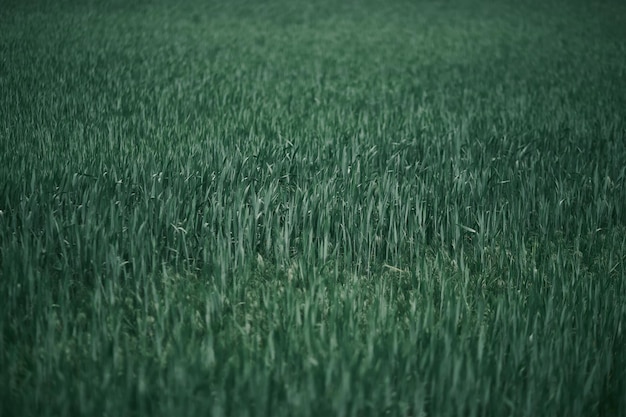 Close up di campo verde erba Sfondo di erba verde scuro