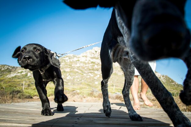 Close-up di cani in corsa