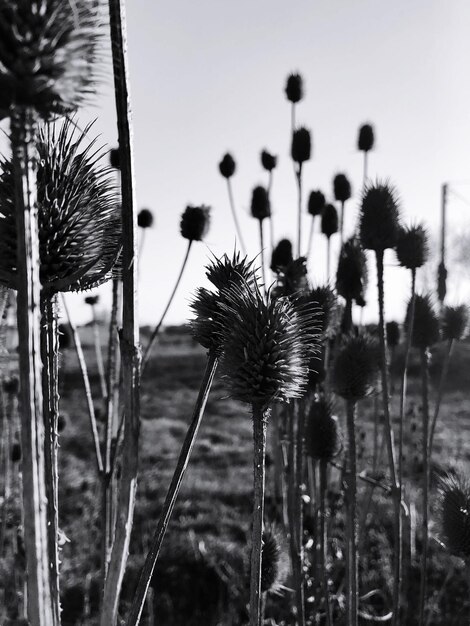 Close-up di cardo sul campo contro il cielo