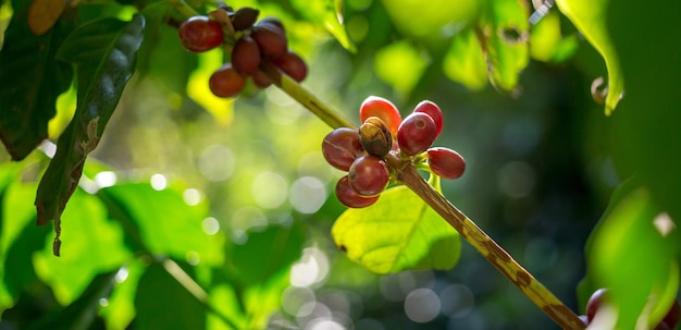 Close-up di chicchi di caffè rosso che maturano caffè fresco ramo di bacca rossa agricoltura sull'albero del caffè