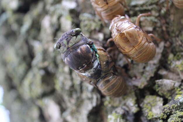 Close-up di coleotteri sul tronco di un albero