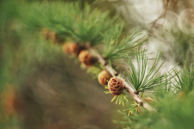 Close-up di coni di pino che crescono sull'albero