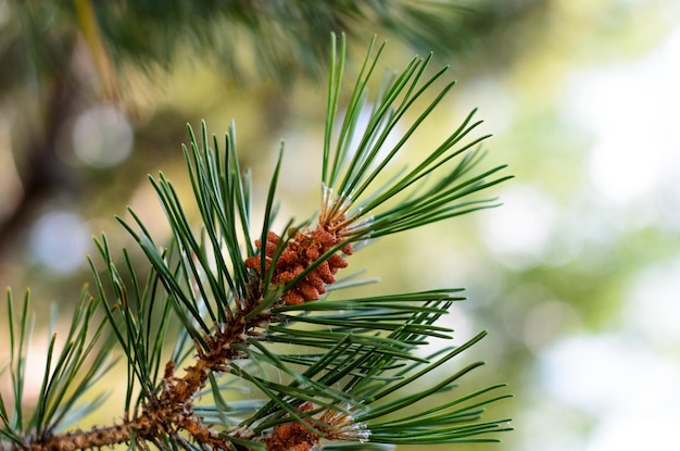 Close-up di coni di pino che crescono sull'albero