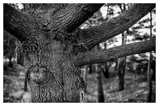 Close-up di cortecce rotte sul tronco di un albero nella foresta