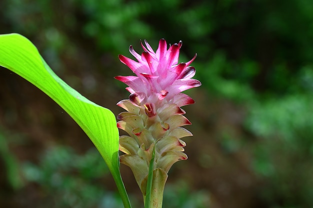 Close-up di curcuma fiore nel campo dell'azienda agricola