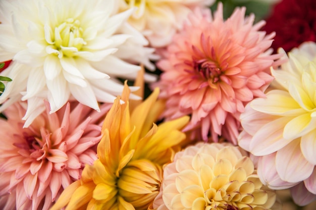 Close-up di dahlia in fiore all'aperto