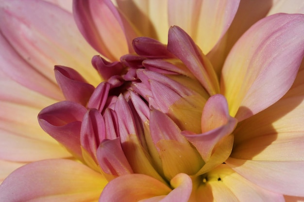 Close-up di dahlia in fiore all'aperto