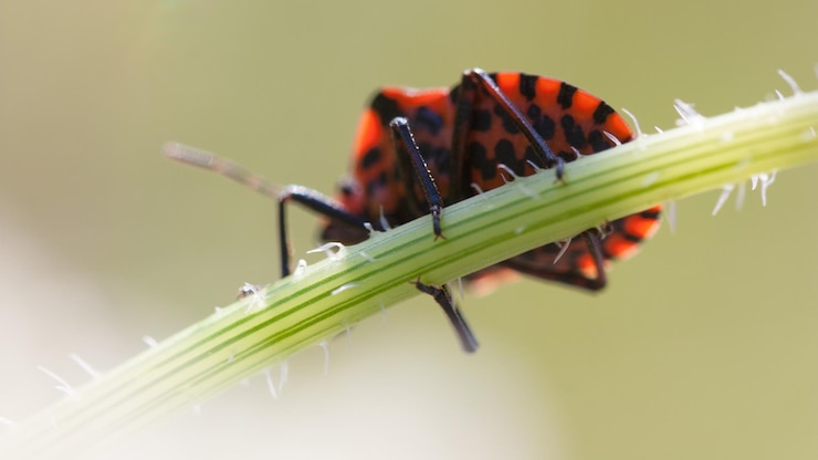 Foto close-up di damselfly sulla pianta