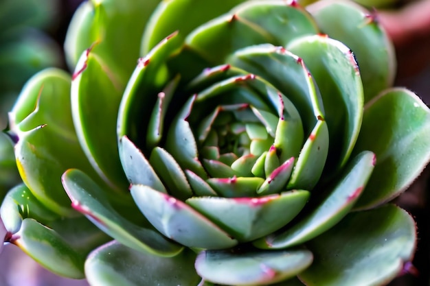 Close-up di Echeveria imbricata rosa pianta succulenta