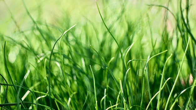 Close-up di erba verde.