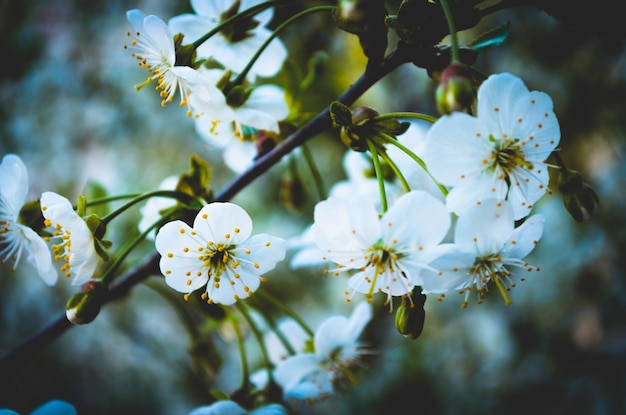 Close-up di fiori bianchi che crescono sull'albero