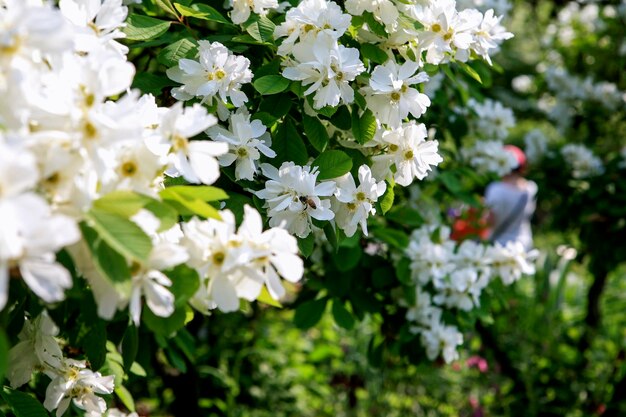 Close-up di fiori bianchi che fioriscono all'aperto