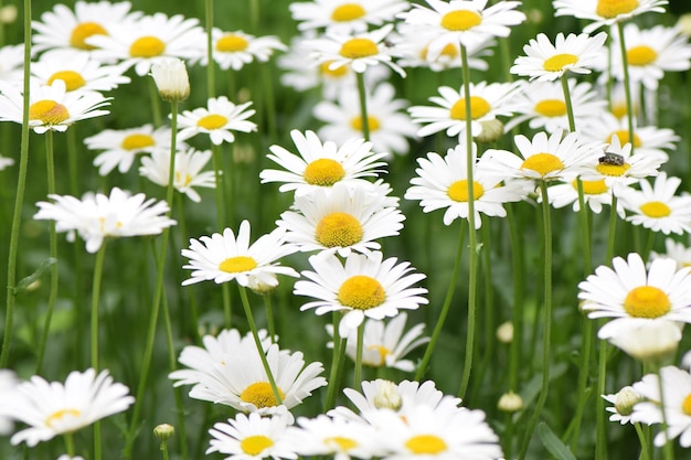 Close-up di fiori bianchi che fioriscono all'aperto