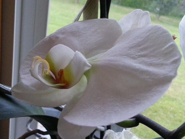Foto close-up di fiori bianchi che fioriscono all'aperto