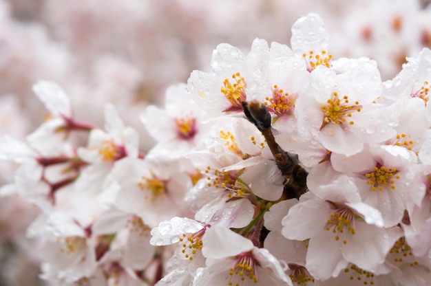 Close-up di fiori bianchi che fioriscono sull'albero