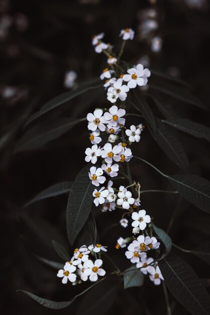 Close-up di fiori bianchi