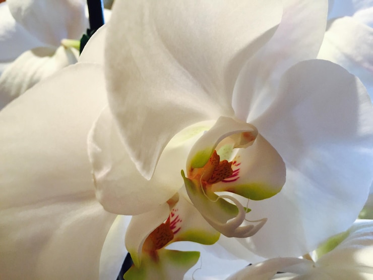 Foto close-up di fiori bianchi