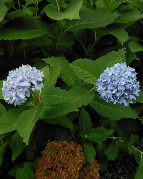 Close-up di fiori bianchi