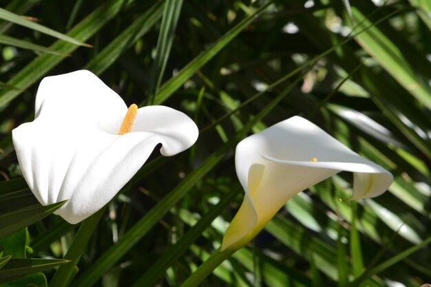 Close-up di fiori bianchi