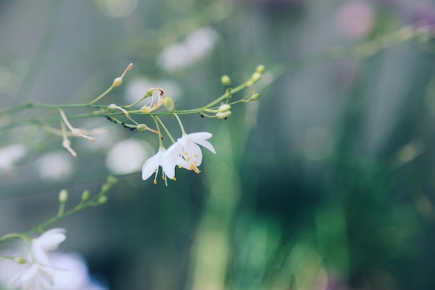 Close-up di fiori bianchi