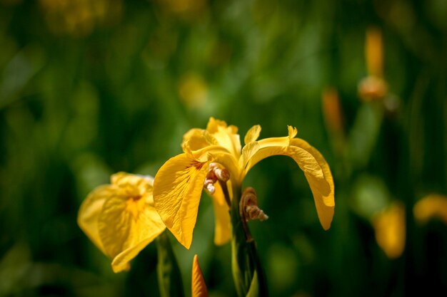 Close-up di fiori bianchi