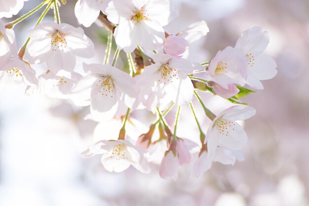 Close-up di fiori bianchi