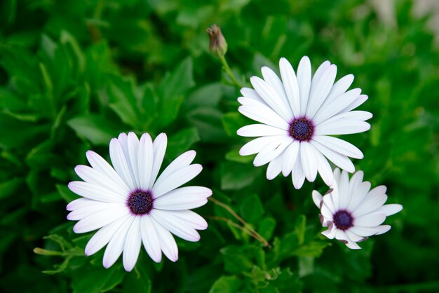 Close-up di fiori bianchi