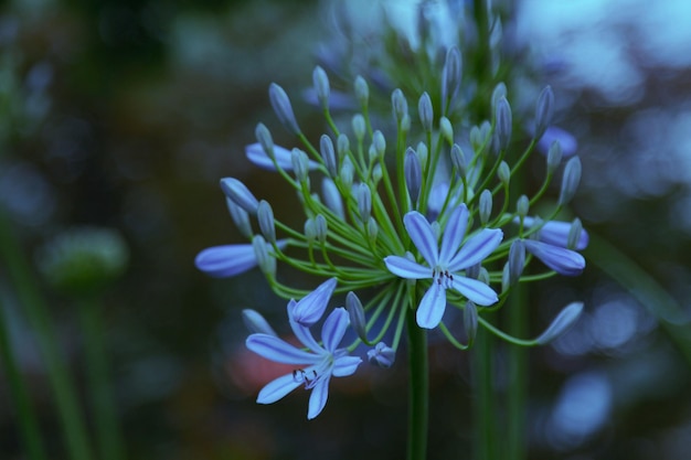 Close-up di fiori blu che fioriscono all'aperto