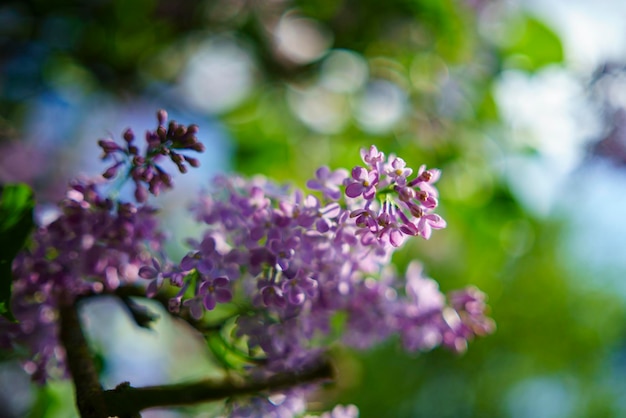 Close-up di fiori che crescono nel parco