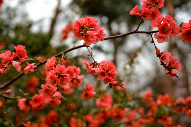 Close-up di fiori che crescono sull'albero