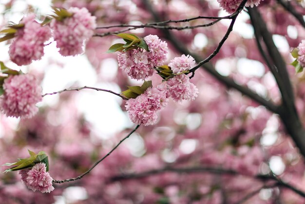Close-up di fiori che crescono sull'albero