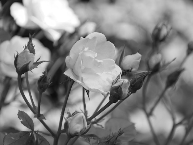 Close-up di fiori che fioriscono all'aperto