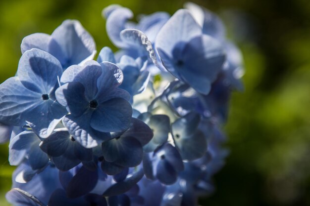 Close-up di fiori che fioriscono all'aperto