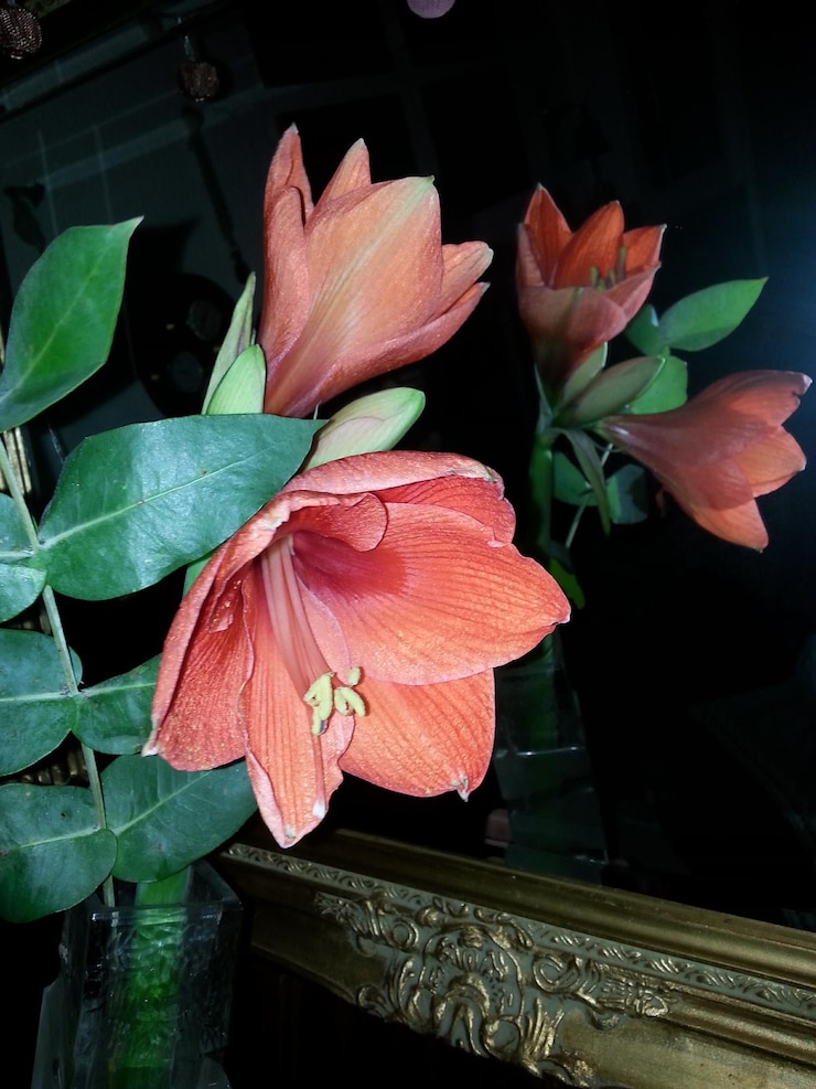 Foto close-up di fiori che fioriscono all'aperto