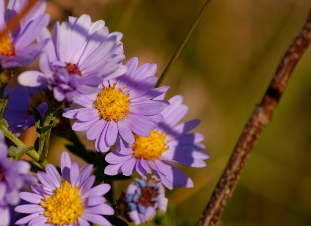 Close-up di fiori che fioriscono all'aperto