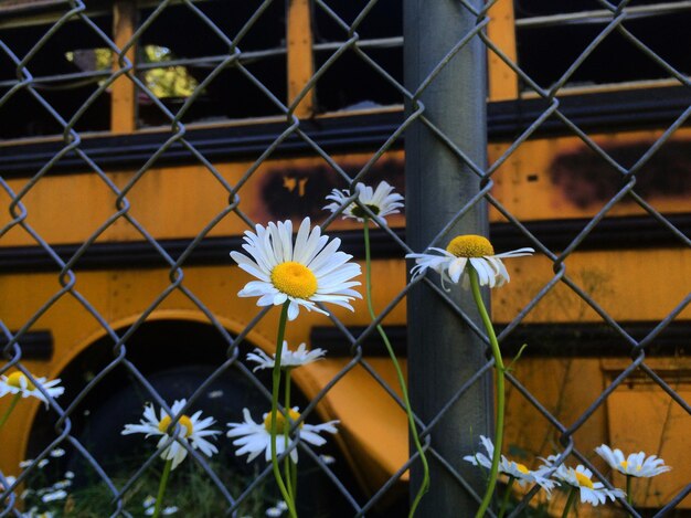 Close-up di fiori che fioriscono in una recinzione a catena