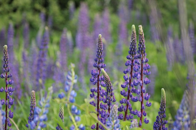 Close-up di fiori che fioriscono nel campo